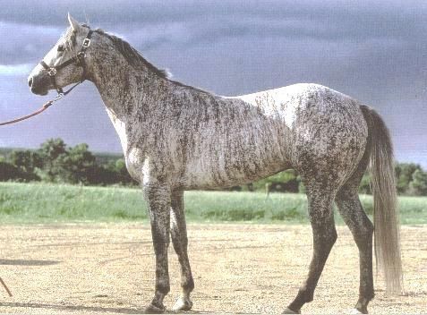 Brindle Horse Color